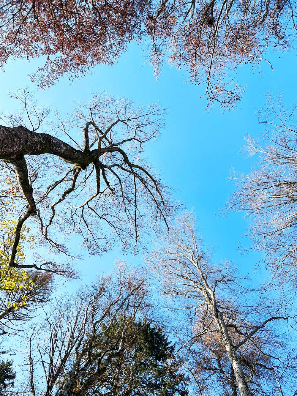 Coaching Foto Kompass im Wald